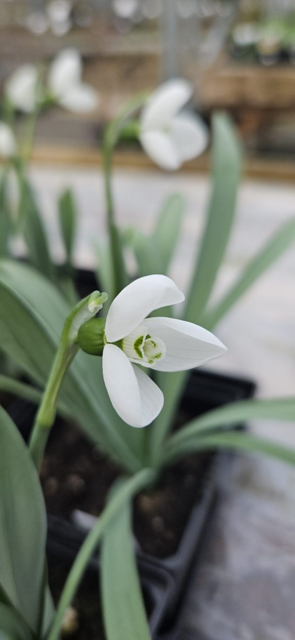 Galanthus elwesii 'Polar Bear'