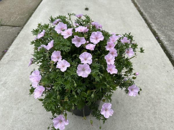 Geranium sanguineum 'Frivolius Pink'