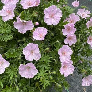 Geranium sanguineum 'Frivolius Pink'