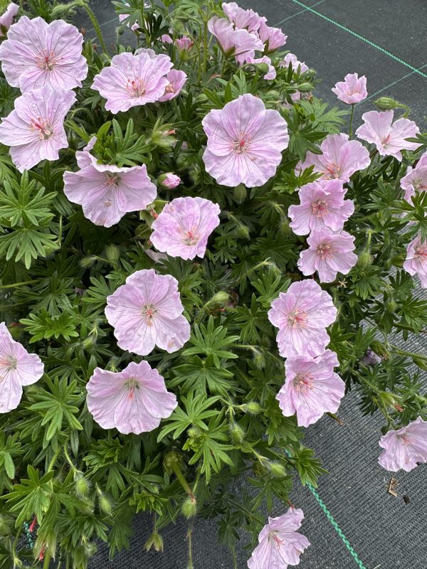 Geranium sanguineum 'Frivolius Pink'