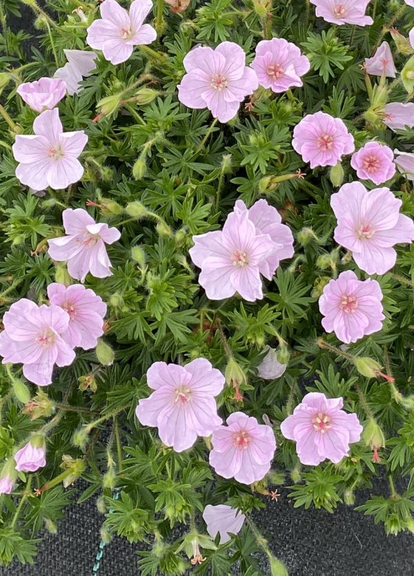 Geranium sanguineum 'Frivolius Pink'