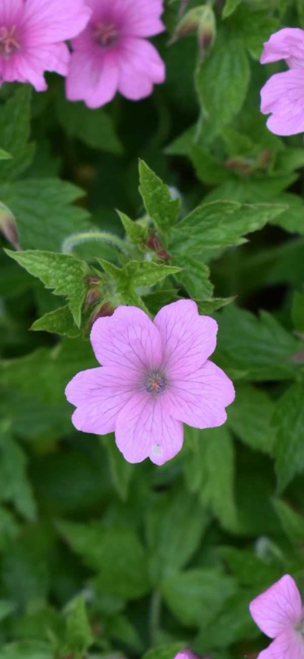 Geranium × oxonianum 'Wargrave Pink'