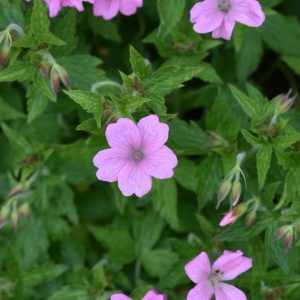 Geranium × oxonianum 'Wargrave Pink'