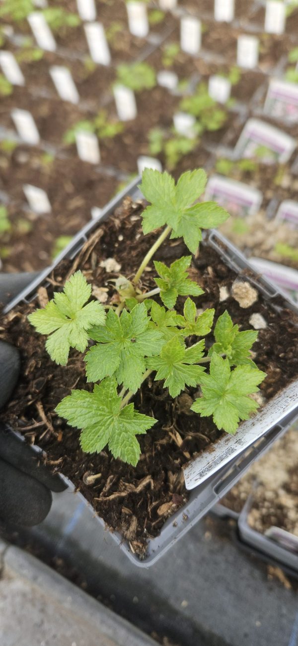 Geranium × oxonianum 'Wargrave Pink'