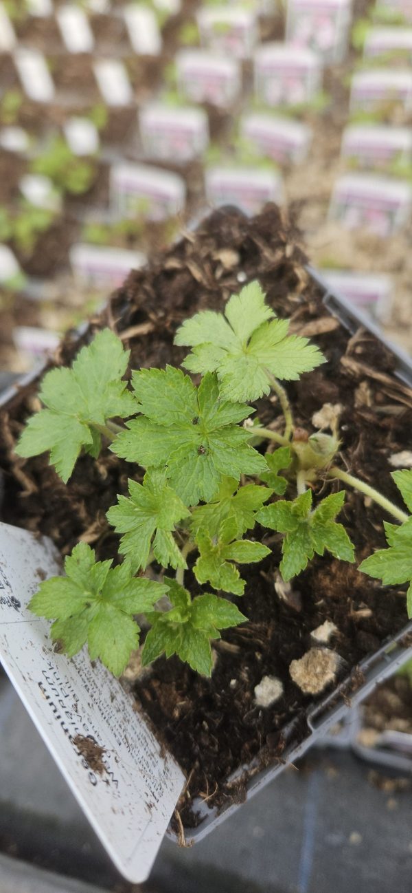 Geranium × oxonianum 'Wargrave Pink'