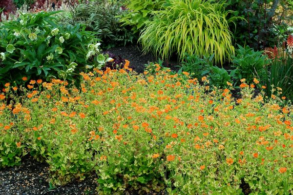Geum 'Sunkissed Lime'