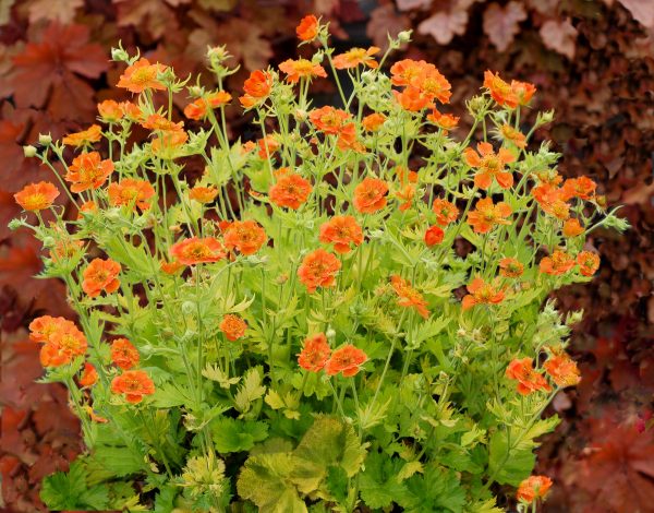 Geum 'Sunkissed Lime'