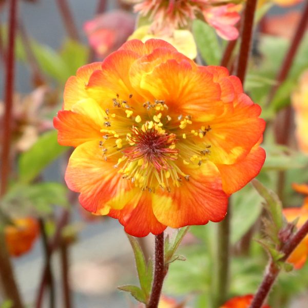 Geum 'Tempo Fiesta'