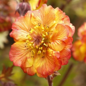 Geum 'Tempo Fiesta'