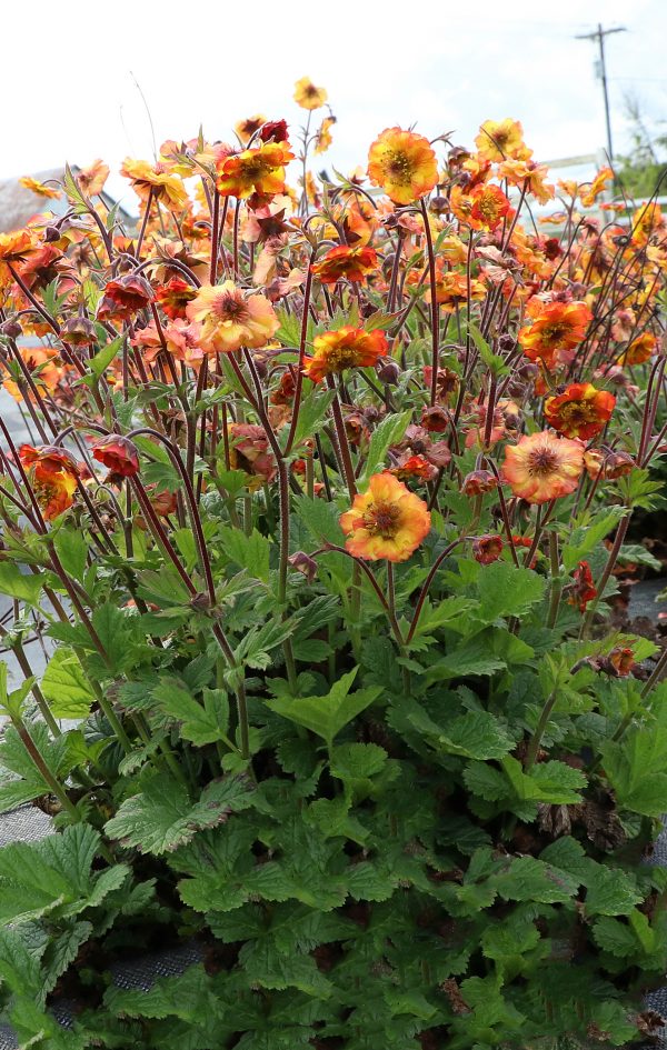 Geum 'Tempo Fiesta'