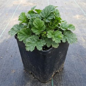 Geum 'Totally Citron'