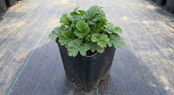Geum 'Totally Citron'