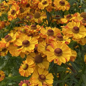 Helenium 'Okra Sundae'