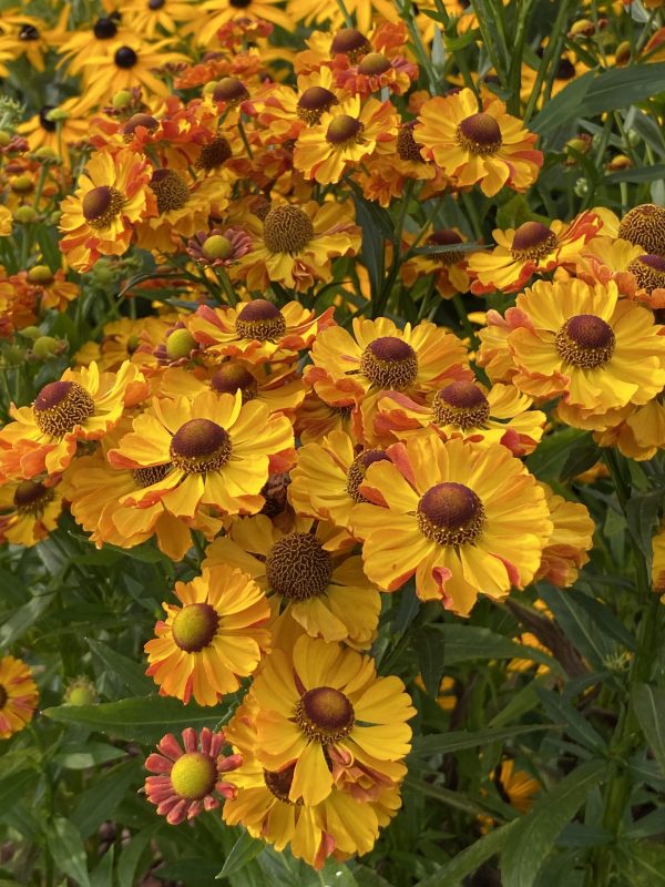 Helenium 'Okra Sundae'