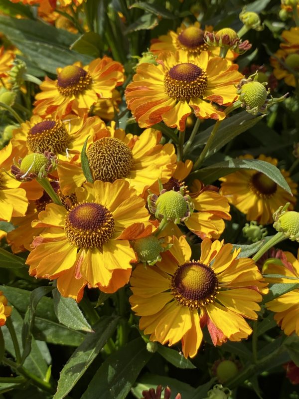 Helenium 'Okra Sundae'