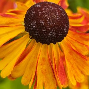 Helenium 'Sahins Early Flowerer'