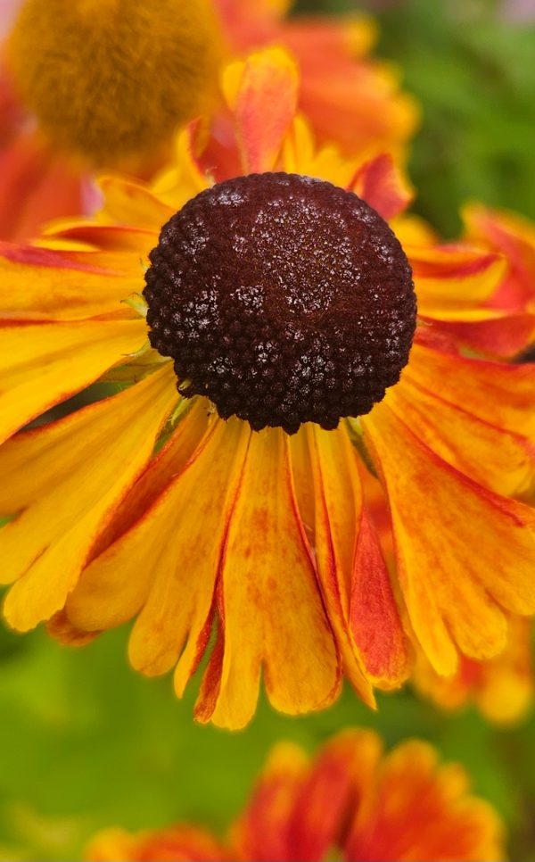 Helenium 'Sahins Early Flowerer'
