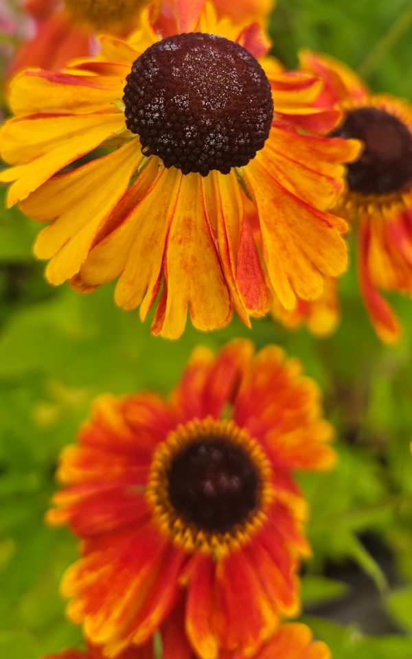 Helenium 'Sahins Early Flowerer'