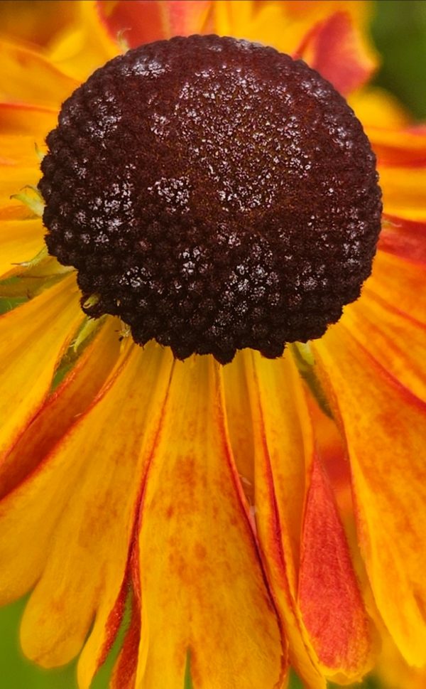 Helenium 'Sahins Early Flowerer'