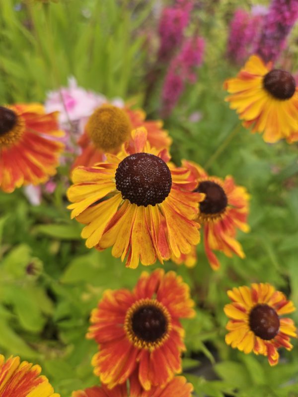 Helenium 'Sahins Early Flowerer'