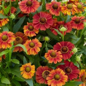 Helenium 'Strawberry Sundae'