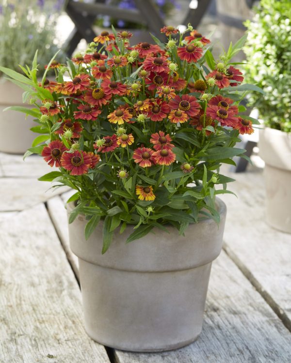 Helenium 'Strawberry Sundae'