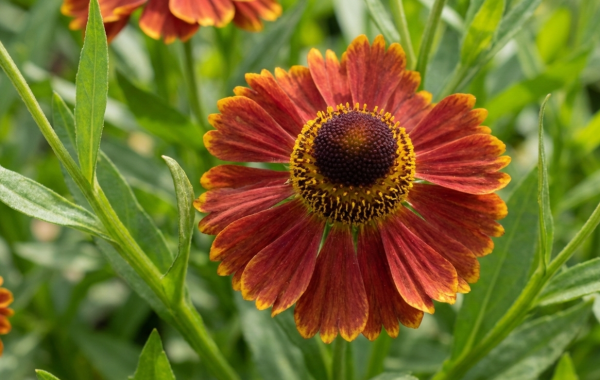 Helenium autumnale 'Siesta' PBR (Mariachi Series) Helenium autumnale 'Siesta'