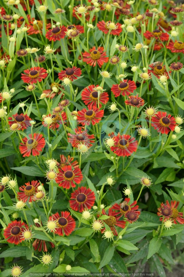 Helenium autumnale 'Siesta' PBR (Mariachi Series)2 Helenium autumnale 'Siesta'