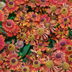 Helenium autumnale 'Siesta'