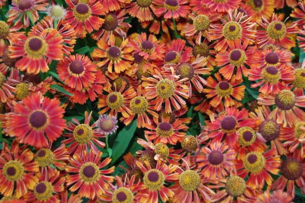 Helenium autumnale 'Siesta' PBR (Mariachi Series)3 Helenium autumnale 'Siesta'