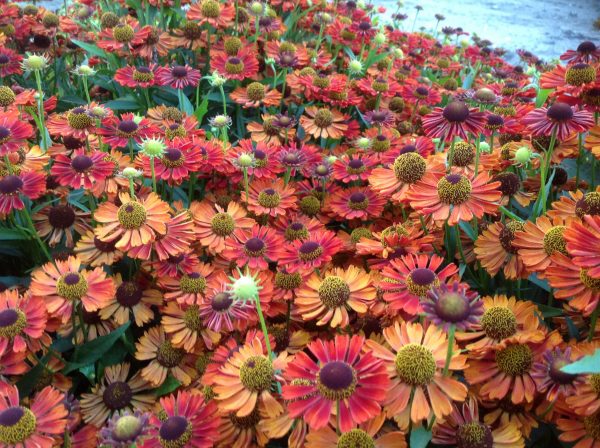 Helenium autumnale 'Siesta' PBR (Mariachi Series)4 Helenium autumnale 'Siesta'