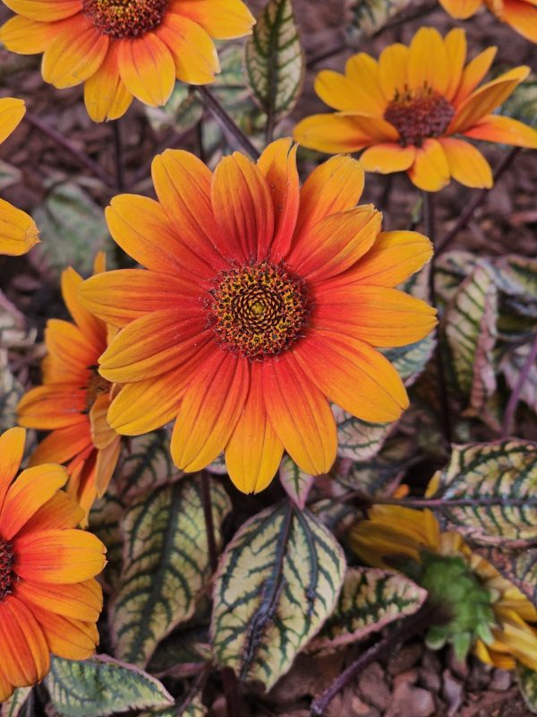 Heliopsis helianthoides 'Orange Marble'