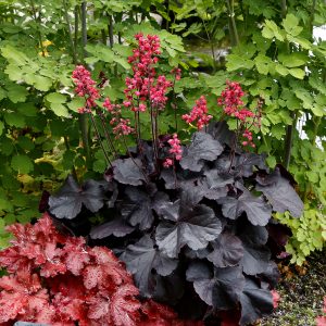 Heuchera 'Black Forest Cake'