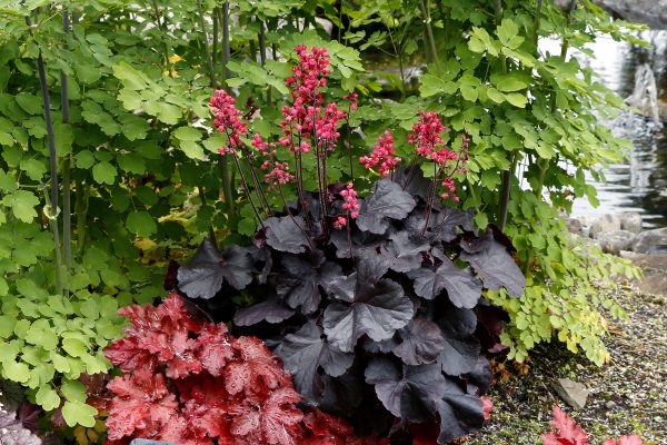 Heuchera 'Black Forest Cake' Heuchera 'Black Forest Cake'