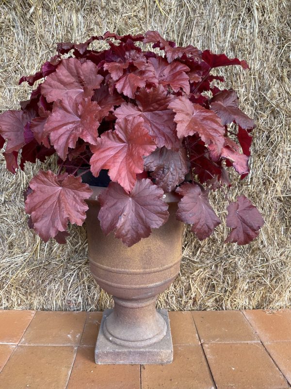 Heuchera 'Bloody Dinosaur'