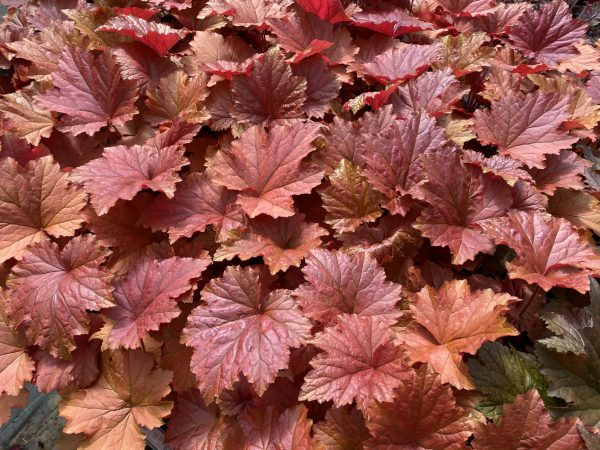 Heuchera 'Bloody Dinosaur'
