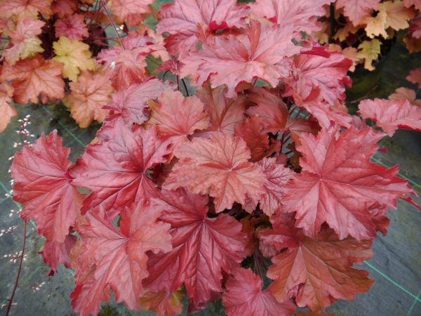 Heuchera 'Bloody Dinosaur'