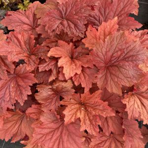 Heuchera 'Bloody Dinosaur'