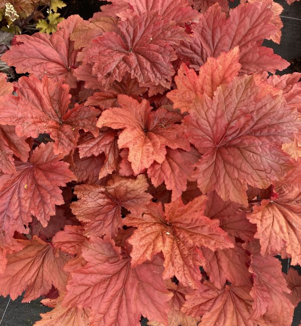 Heuchera 'Bloody Dinosaur'