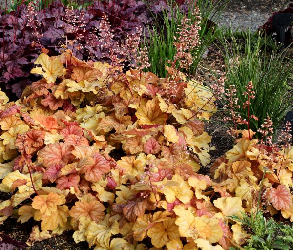 Heuchera 'Champagne'