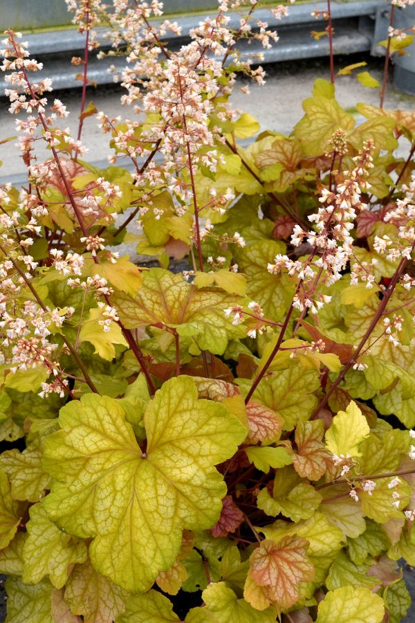Heuchera 'Champagne'