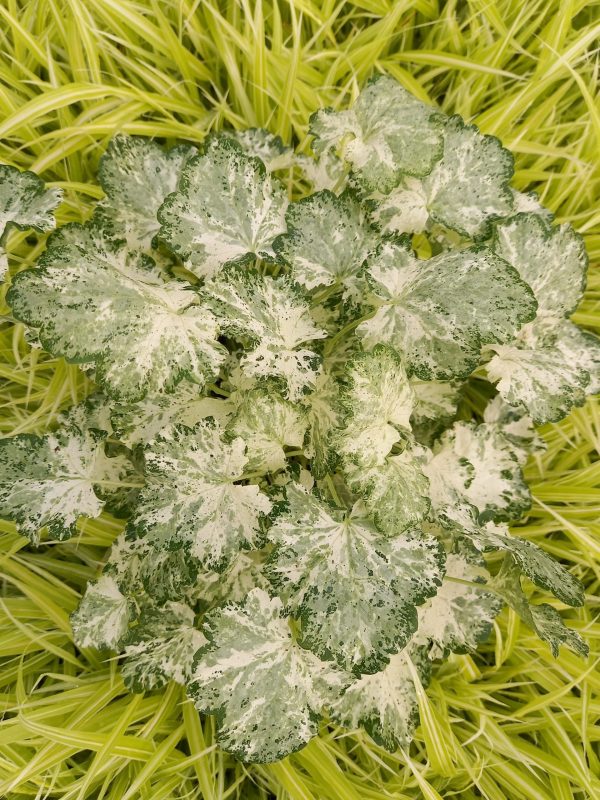 Heuchera 'Frozy Panky'