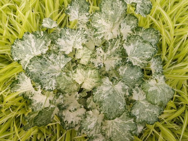 Heuchera 'Frozy Panky'