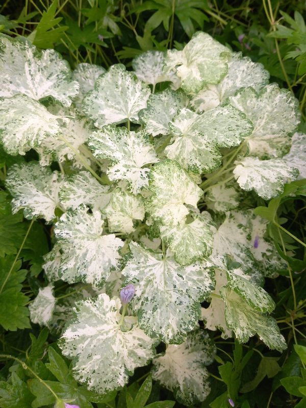 Heuchera 'Frozy Panky'