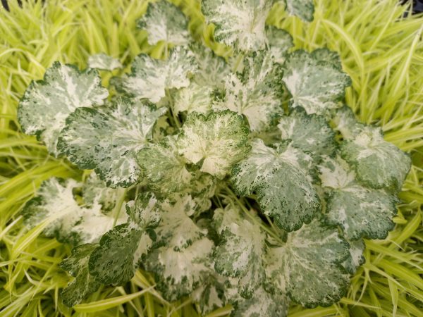 Heuchera 'Frozy Panky'