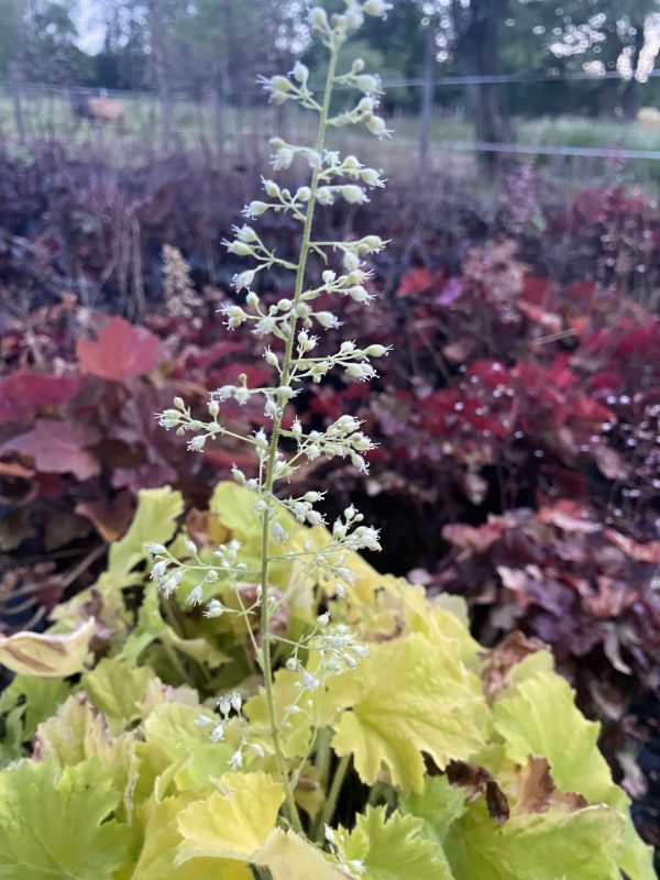 Heuchera 'Lemon Dinosaur'