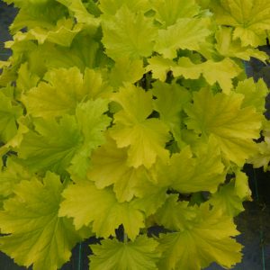 Heuchera 'Lemon Dinosaur'