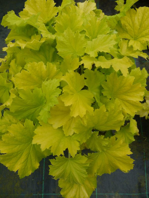 Heuchera 'Lemon Dinosaur'