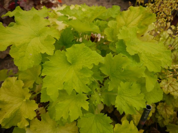 Heuchera 'Lemon Dinosaur'