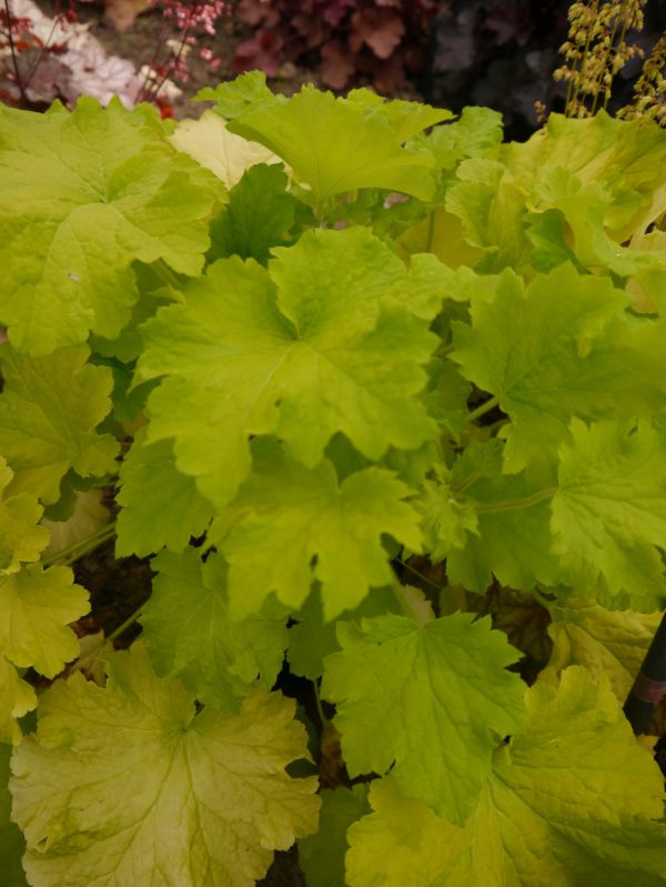 Heuchera 'Lemon Dinosaur'